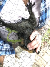 Net caught adult