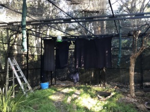Corralled bats ready for catch-up