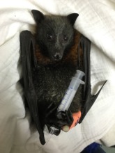 Jarrah was rescued from powerlines this week.