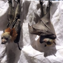 My pups this season: Vox and Hutch