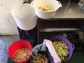 This is what 70kgs of chopped fruit looks like!