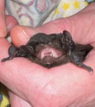 Goulds Wattle Bat with BIG SCARY TEETH! :-)