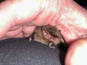 Large Forest Bat