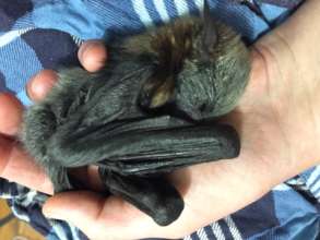 Just a handful