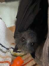 Petrie