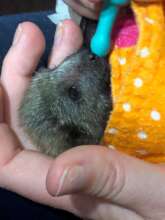 Ash when he first came in