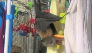 Discovering fruit