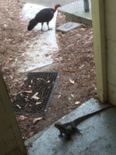 dragons and turkeys both interested