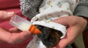Hazel 3 weeks old, having a milk feed