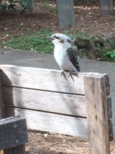 and kookaburras too