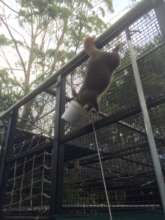 Opportunistic possum