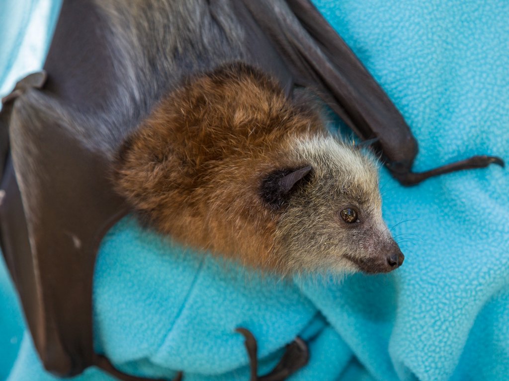 Help Baby Bats Take Flight!