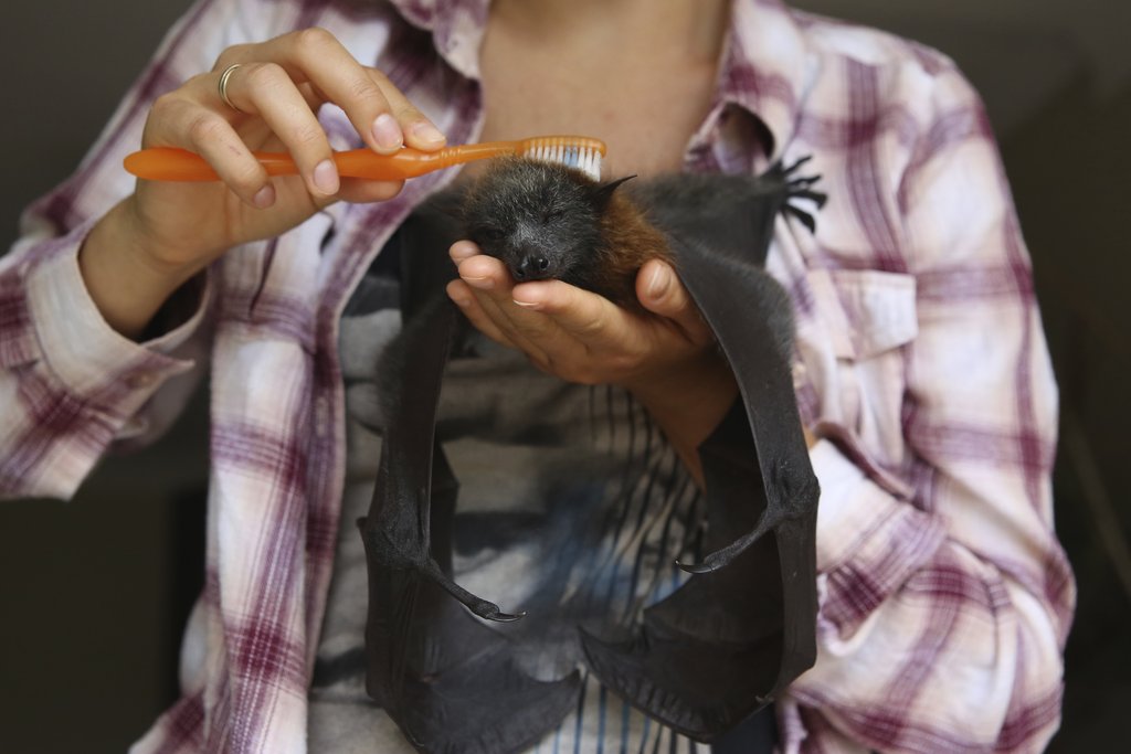 Help Baby Bats Take Flight!