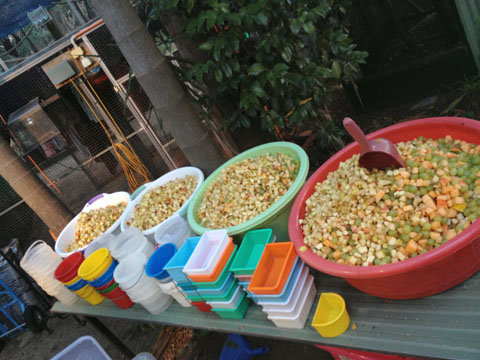 Help Baby Bats Take Flight!