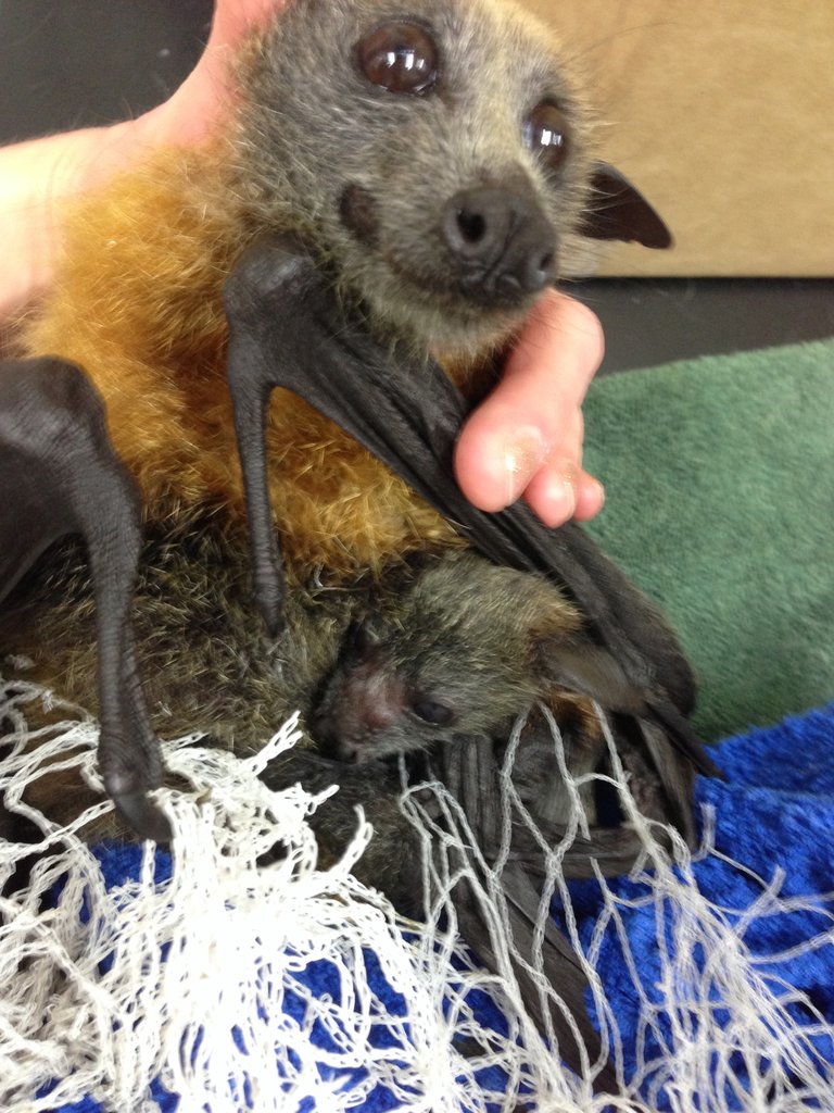 A baby and mum caught in garden netting