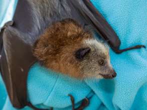 Vela, a young orphan