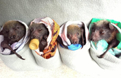 Help Baby Bats Take Flight!