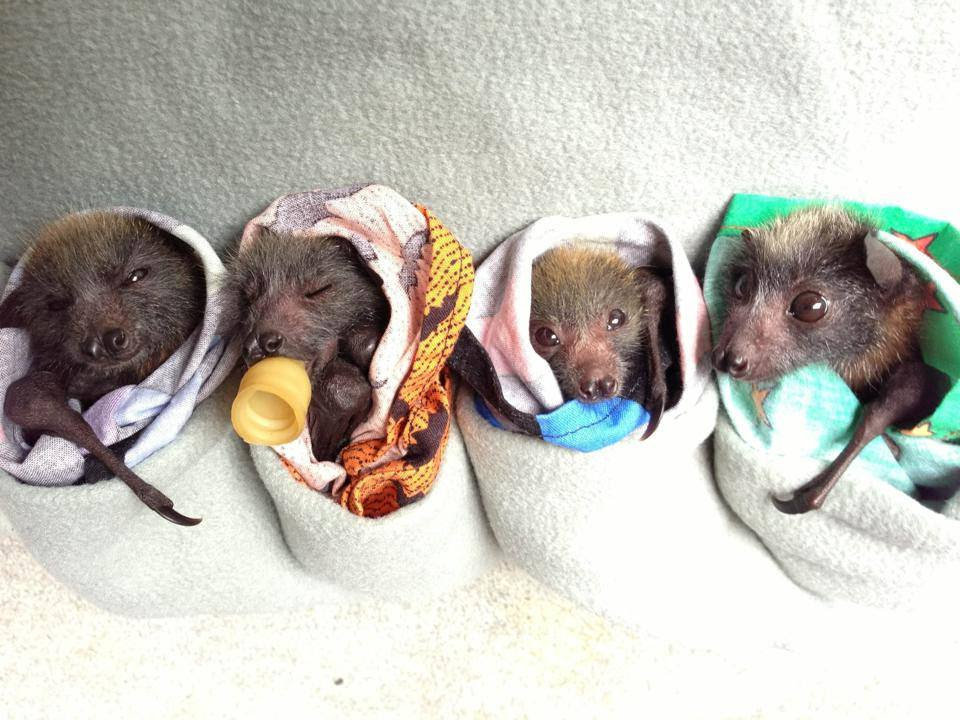 Help Baby Bats Take Flight!