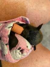 Newborn pup