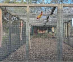 Release facility up north for flying foxes