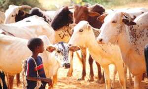 Herding Cattle as a child