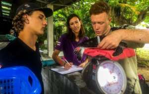 Weighing the turtles