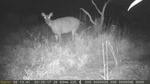 Sambar Deer caught by the camera trap!