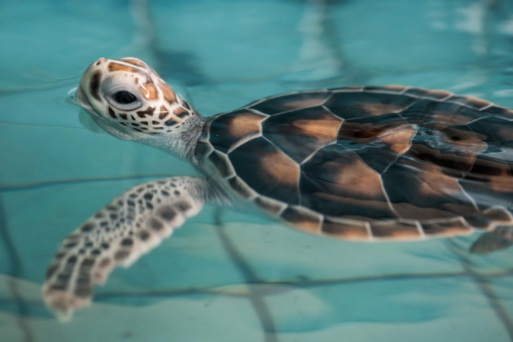 Rescue & Protect Sea Turtles in Thailand and Asia