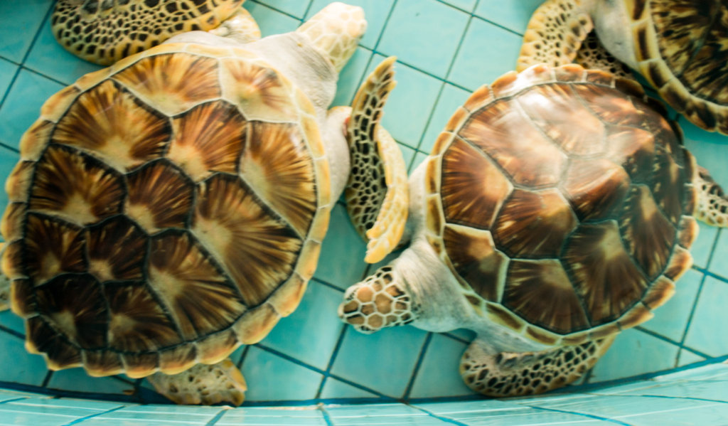 Rescue & Protect Sea Turtles in Thailand and Asia