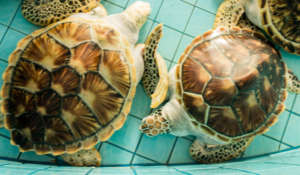 Sea Turtle Centre