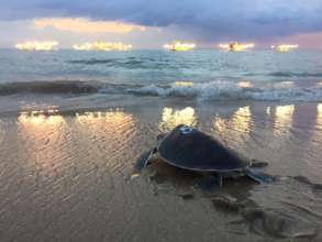 Releasing Turtles in Phang Nga