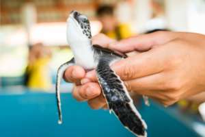 Rescue & Protect Sea Turtles in Thailand and Asia