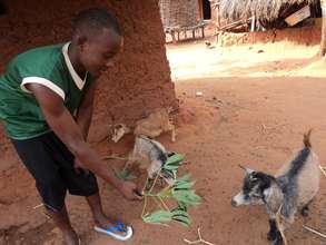 Michael feeds his goats after school