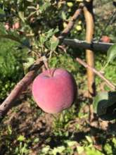 Bio Apple Grown at 1700 M.O.H.