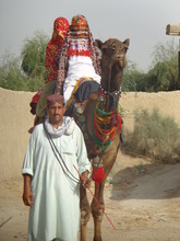 Mock child marriage camel rider against child mrg