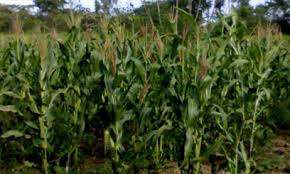 Maize farm