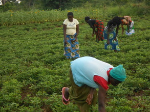 Female youths working on their peanut cultivation