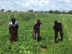 Three youths in their join peanut field