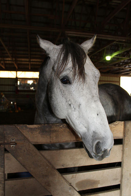 Saving Retired Thoroughbred Racehorses