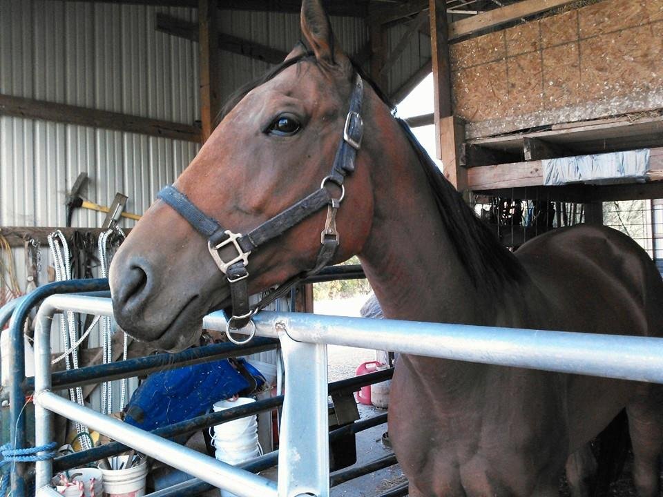 Saving Retired Thoroughbred Racehorses