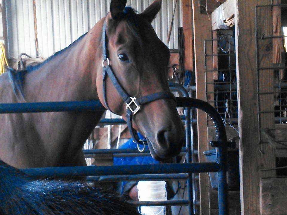Saving Retired Thoroughbred Racehorses