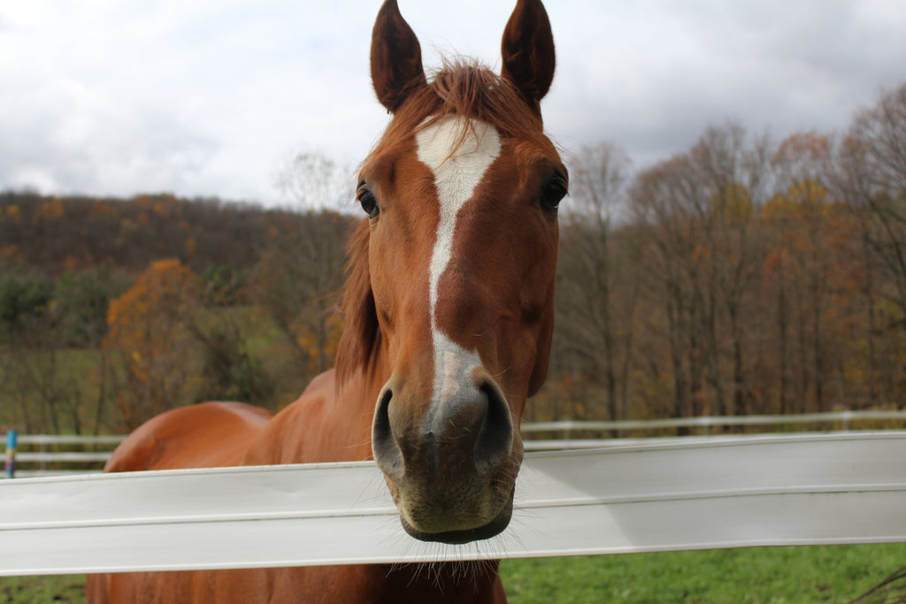 Saving Retired Thoroughbred Racehorses