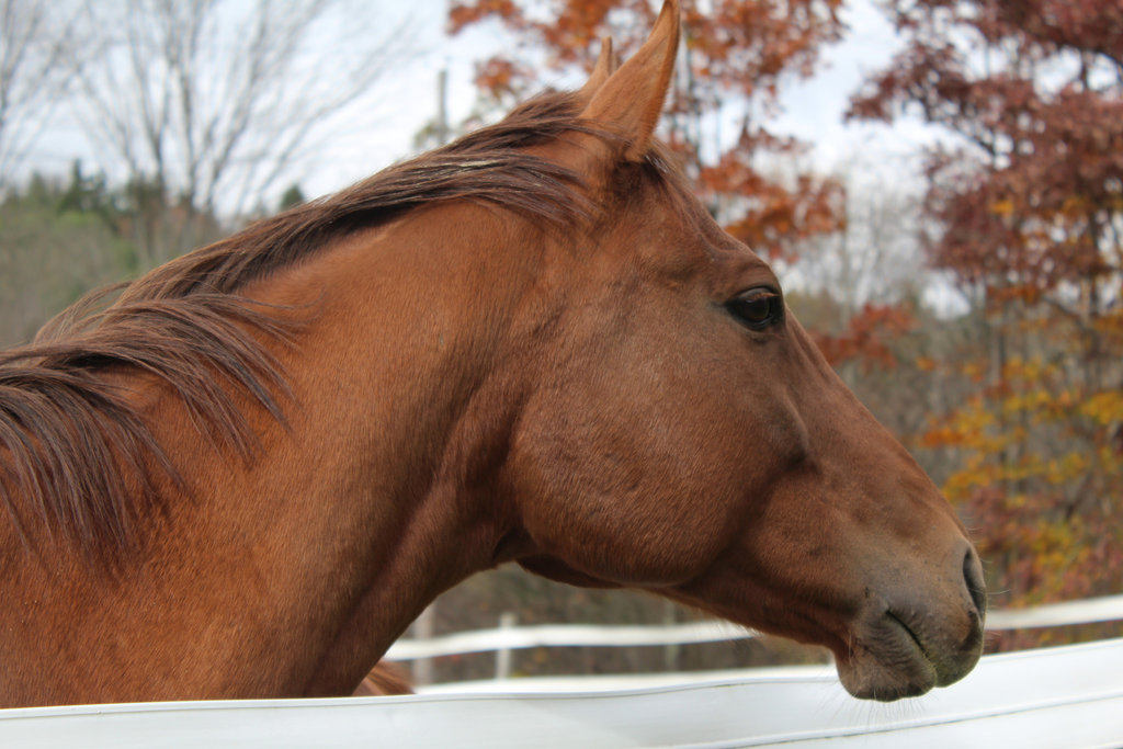 Saving Retired Thoroughbred Racehorses