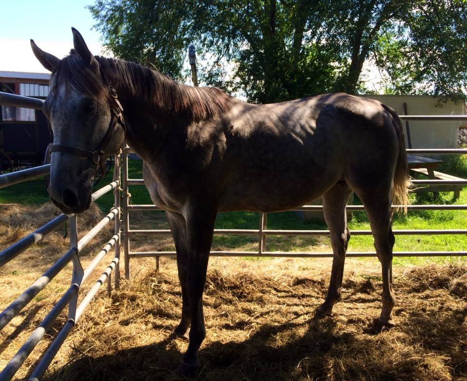 Saving Retired Thoroughbred Racehorses
