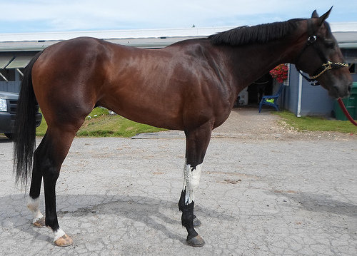 Saving Retired Thoroughbred Racehorses