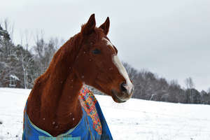 Thoroughbred mare in dealer pen