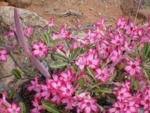 An indigenous flower in areas where CHAT operates.