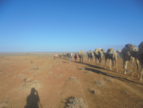 CHAT Camel Mobile into arid areas