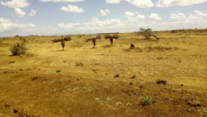 Effects of deforestration in marginalised areas