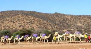 A camel mobile team walking on a dry river bed